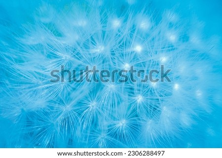 The blue light of the dandelion fluff. Abstract closeup of blue dandelion seeds background. Macro shot of detailed blue pappus of dandelion flower seeds in natural environment