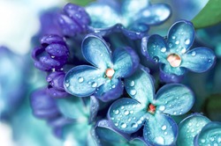 Blue Lilac Flowers Closeup With Water Drops