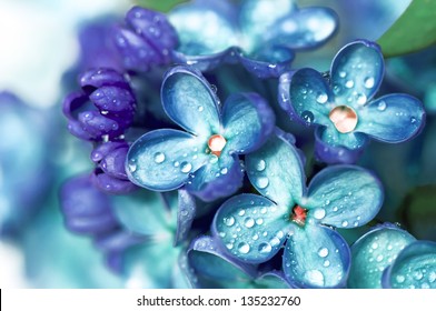 Blue lilac flowers closeup with water drops - Shutterstock ID 135232760