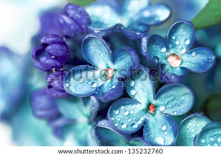 Blue lilac flowers closeup with water drops