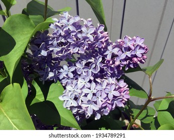 Blue Lilac Flowers In The Garden. President Lincoln Variety.