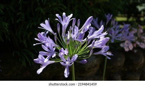 Blue lily, glowering in the botanic garden. Summer season - Shutterstock ID 2194841459