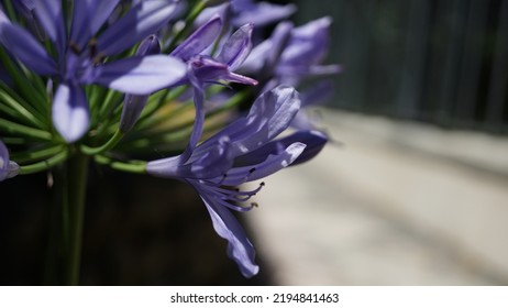 Blue lily, glowering in the botanic garden. Summer season - Shutterstock ID 2194841463