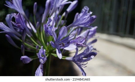 Blue lily, glowering in the botanic garden. Summer season - Shutterstock ID 2194841465