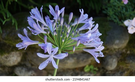 Blue lily, glowering in the botanic garden. Summer season - Shutterstock ID 2194841467