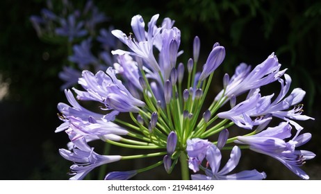 Blue lily, glowering in the botanic garden. Summer season - Shutterstock ID 2194841469