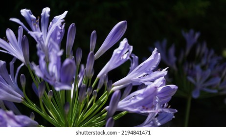 Blue lily, glowering in the botanic garden. Summer season - Shutterstock ID 2194841471