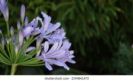Blue lily, glowering in the botanic garden. Summer season - Shutterstock ID 2194841473