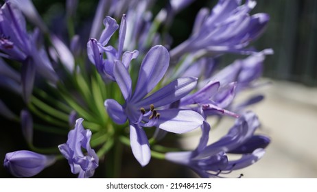 Blue lily, glowering in the botanic garden. Summer season - Shutterstock ID 2194841475