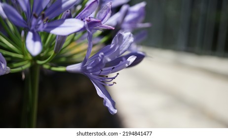 Blue lily, glowering in the botanic garden. Summer season - Shutterstock ID 2194841477