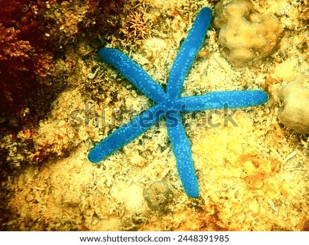 blue linckia laevigata seastar under the sea