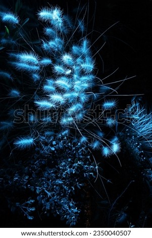 Blue lit winter flowers at night