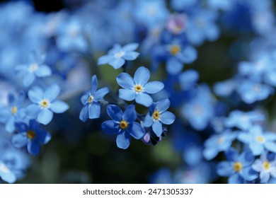 Blue little forget me not flowers. Forget-me-nots, Myosotis sylvatica, Myosotis scorpioides. Spring blossom background. Blooming Myosotis wildflowers with blue petals on a summer day close-up photo
