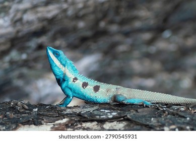 Blue lizard Blue Crested Lizard Climbing Tree with Green Bokeh Background