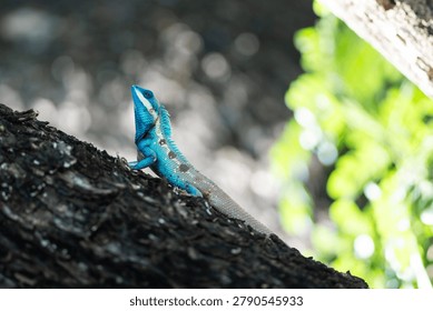 Blue lizard Blue Crested Lizard Climbing Tree with Green Bokeh Background