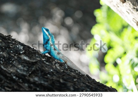 Blue lizard Blue Crested Lizard Climbing Tree with Green Bokeh Background
