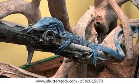 Blue lizard on the dead tree branch