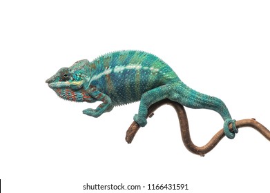 Blue Lizard Panther Chameleon Isolated On White Background