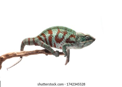 Blue Lizard Panther Chameleon Isolated On White Background