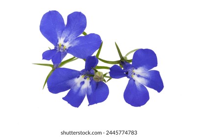 lobelia azul aislado sobre