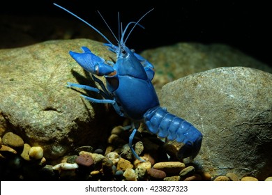 Blue Lobster