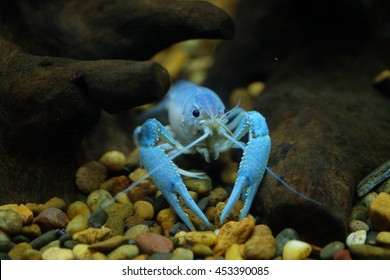 Blue Lobster