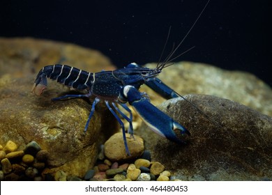 Blue Lobster