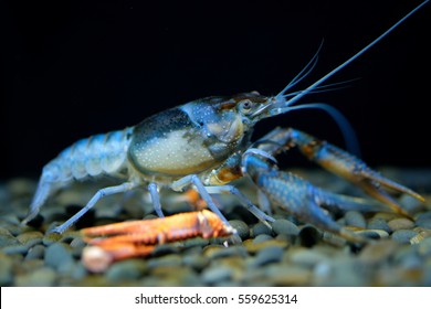 Blue Lobster