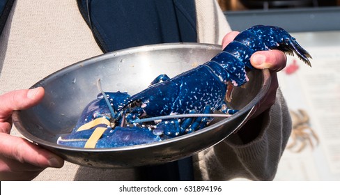 Blue Lobster