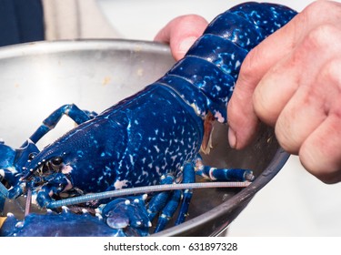 Blue Lobster