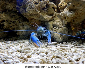 Blue Lobster