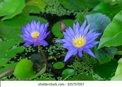 Blue Lotus Bloom In The Morning Light.