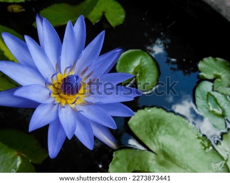 Blue lotus flower species, A very popular species of blue lotus flower in Indonesia. She's in an aquatic garden all open showing her blue petals, her vibrant yellow stamens and her green and round lea