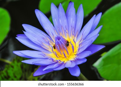 Blue Lotus On The Pond