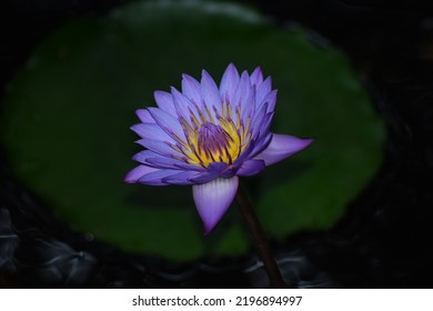 Blue Lotus, Star Lotus, Red Water Lily, Dwarf Aquarium Lily, Blue Water Lily, Blue Star Water Lily Or Manel Flower,