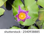 ฺฺBlooming blue lotus,star lotus, red water lily, dwarf aquarium lily, blue water lily, blue star water lily or manel flower (Nymphaea nouchali) with green leaves on pond close up