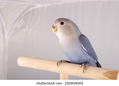 dutch blue pied lovebird