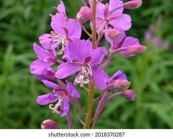 Blue Lupine Alaska Fireweed Flower