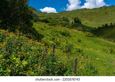 blue lupine and other colored flowers on the green pasture in the great valley of Walser with his steep slopes and the rocky mountains. sunny summer day with blue sky with clouds