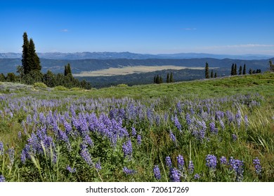 Blue Lupines In Cascade Idaho