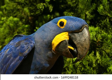 Blue Macaw - Bonito, Mato Grosso Do Sul