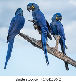 Blue Macaw (Brazilian Arara Azul) of Pantanal