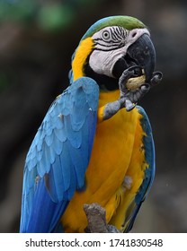 Blue Macaw Eating Peanut Close Up