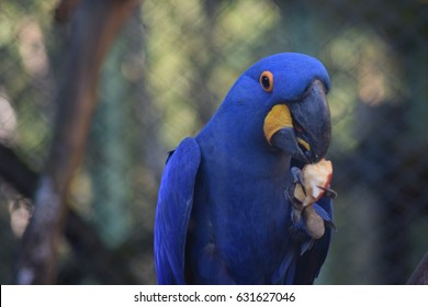 Blue Macaw Eating A Piece Of Apple