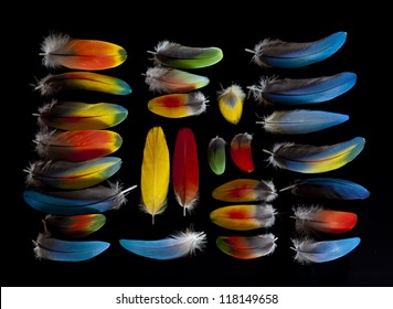 Blue macaw feathers