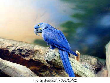 Blue macaw
Blue macaw - a medium-sized bird.Inhabits Brazil. This species is no longer found in the wild. The only hope this species remain birds contained in private collections.