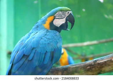 Blue Macaw Parrot Face And Beak