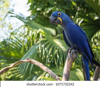 Blue Macaw Poses For Your Picture