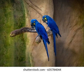 Blue Macaws at Parque das Aves - Foz do Iguacu, Parana, Brazil