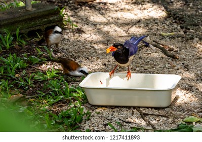 Blue Magpie Urocissa Erythrorhyncha